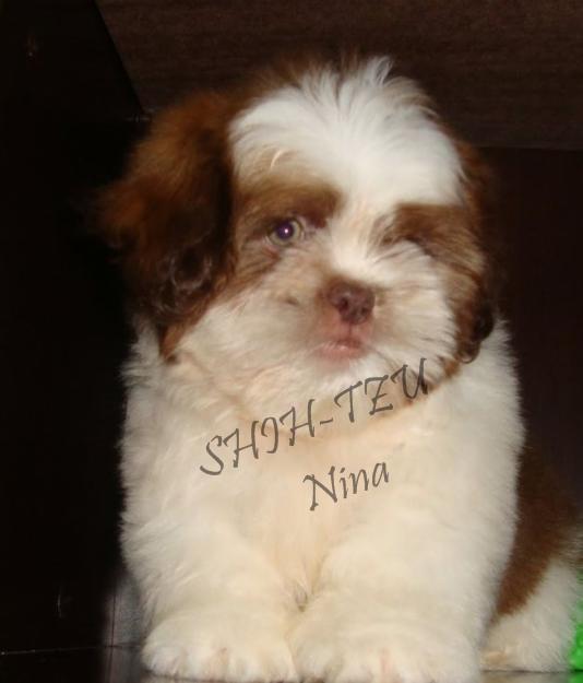 Nina Shih-tzu Menor Porte sp 11-2279-7645