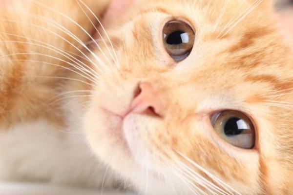 10 dicas incríveis para cuidar de gatos filhotes e adultos