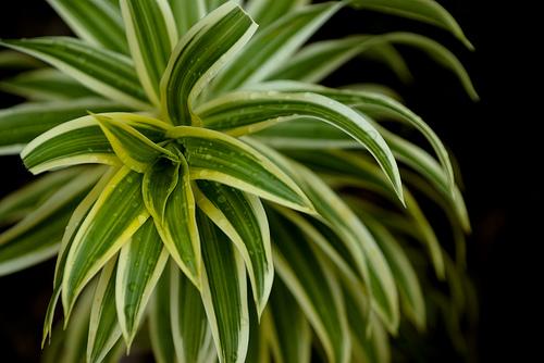 A Fialidade Das Plantas Para O Homem