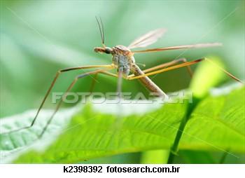 A Importância Dos Mosquitos Na Nossa Vida