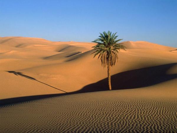 A vida nos desertos