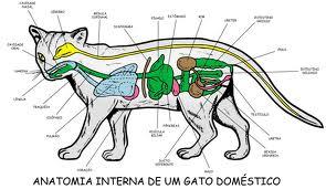 Anatomia felina- gato doméstico