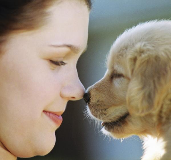 Animais de Estimação o amigo do homem