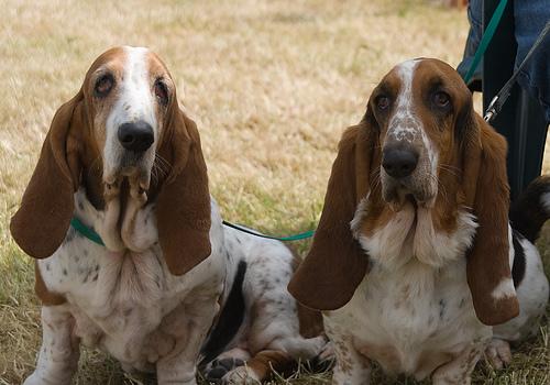 Basset Hound