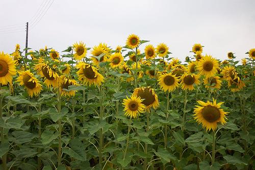 Benefícios do óleo vegetal