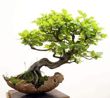 Bonsai - As árvores em miniatura