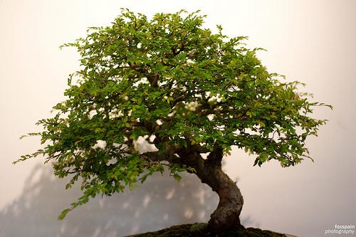 Bonsai: uma arte milenar