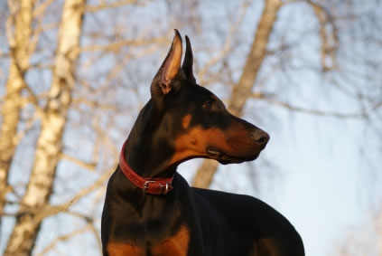 Cachorros que guardam nossas casas