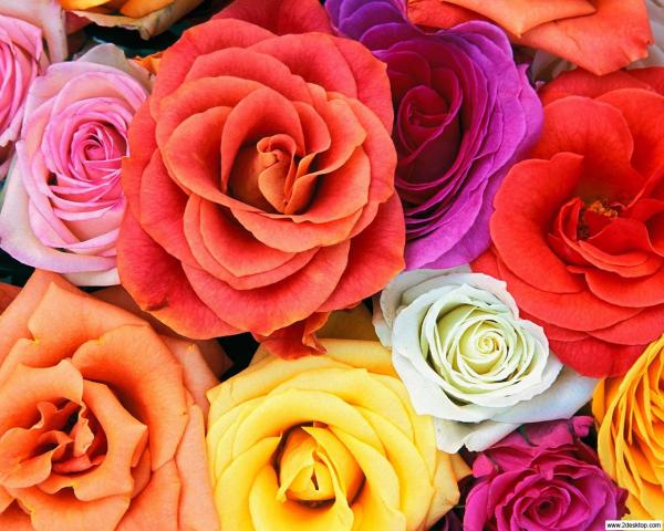 Cada rosa trás uma mensagem com a sua cor. Sabe qual?