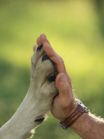 Cães e Humanos: Amizade por interesses