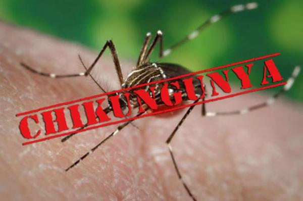 Chikungunya