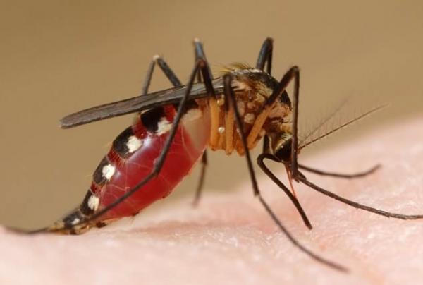 CHIKUNGUYA, Doença Que Tem Os Mesmos Sintomas Da Dengue.