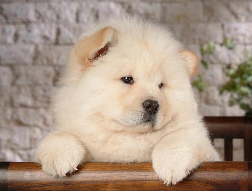 Chow-chow