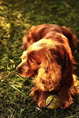 Cocker Spaniel Inglês