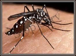 Como Combater o Mosquito da Dengue