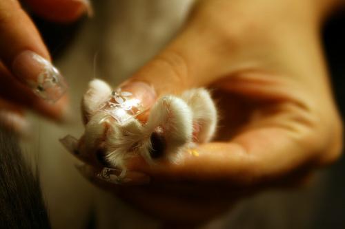 Como cortar as unhas do seu gato