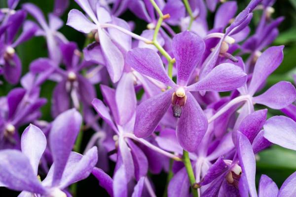 Como cuidar de orquídeas