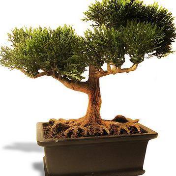 Como cuidar de um Bonsai