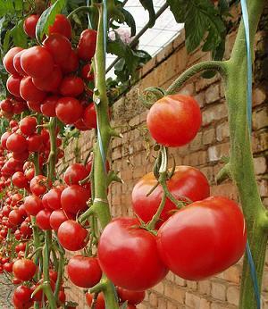 Como Cultivar Tomate