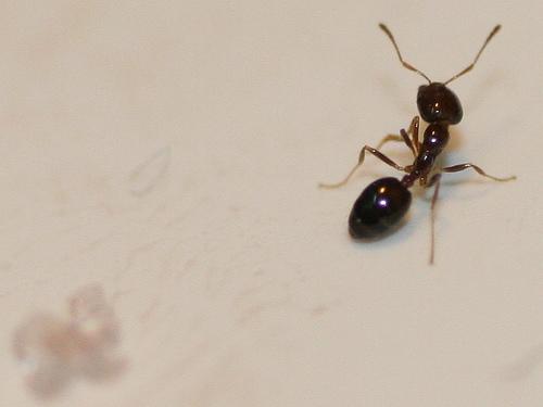 Como matar formigas