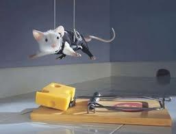 Como treinar o seu rato de estimação!