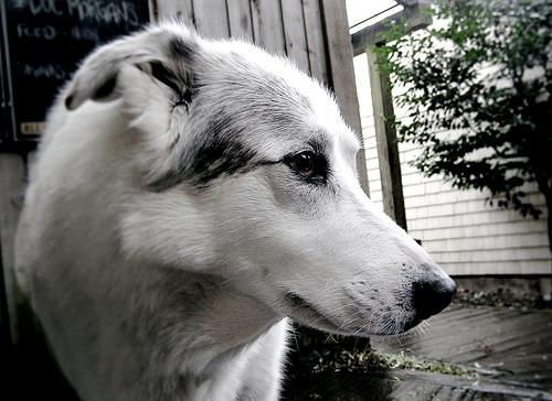 Conheça cães de guarda