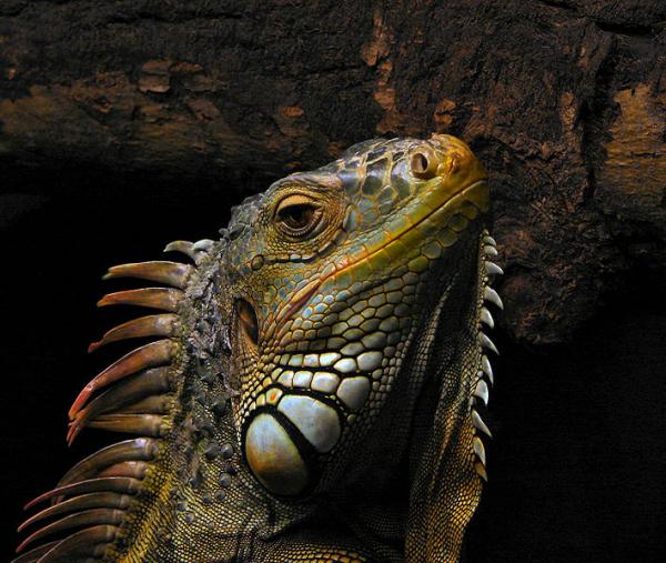 Cuidar de uma iguana