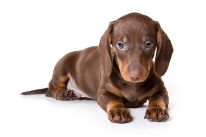 Dachshund