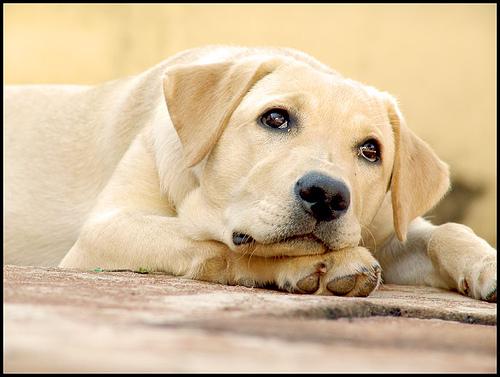 Desvendando mitos caninos