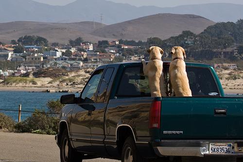 Dicas para viajar com o seu cão