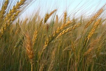 Doença celiaca - gluten