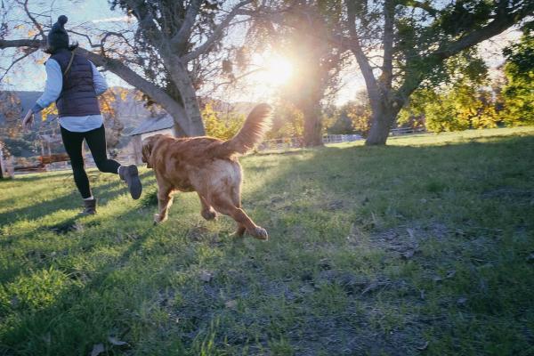 E agora: Caso ou compro um cachorro?