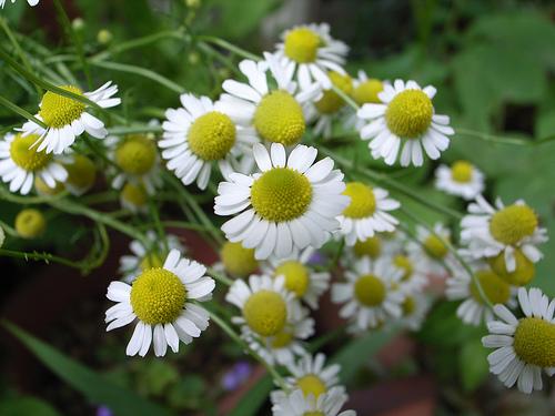 Esfoliação com óleos naturais