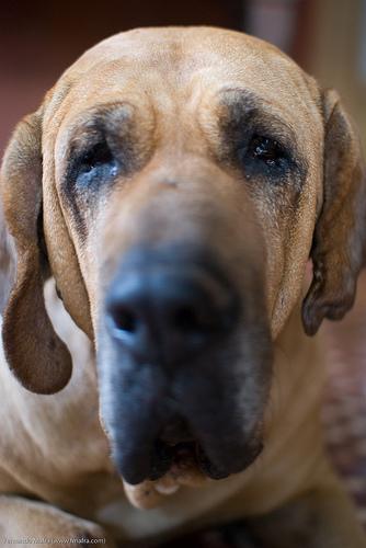 Fila Brasileiro