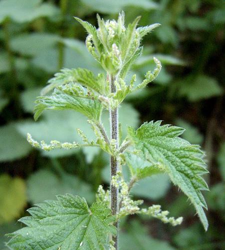 Fitoterapia – o uso medicinal de plantas