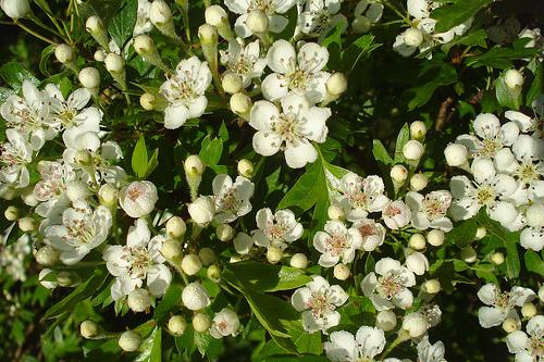 Flores aromáticas, uma junção de fragrâncias..