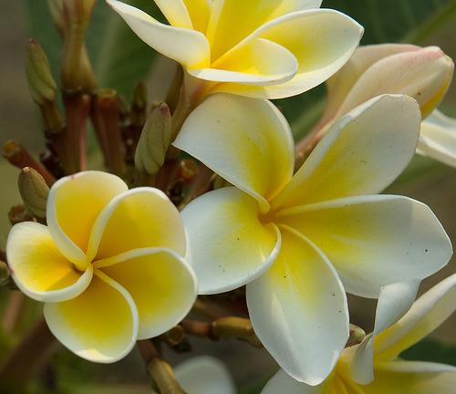 Flores indicadas para diferentes tipos de cerimónias