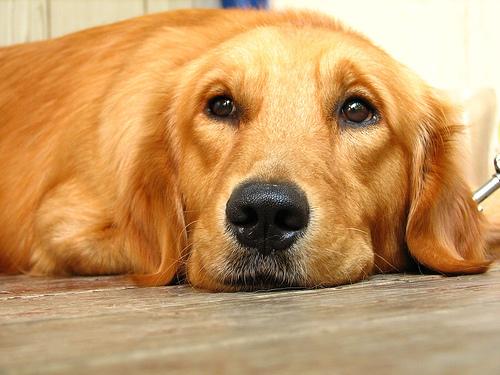 Golden Retriever