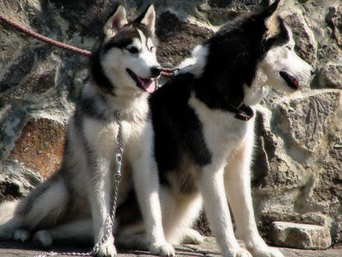 Husky Siberiano – Dicas e cuidados