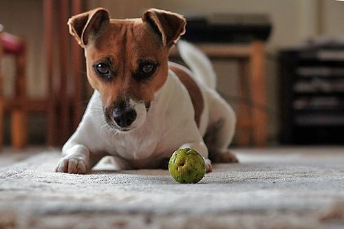 Jack Russel Terrier