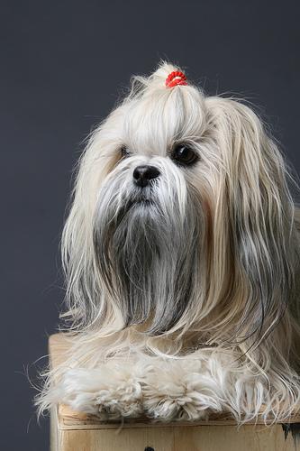 Lhasas Apso