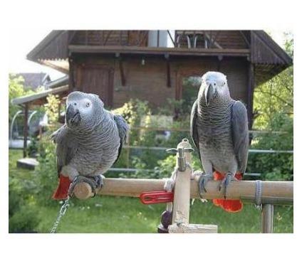 Magnifico, pura e adorável africano cinzento papagaios para adoção com papéis