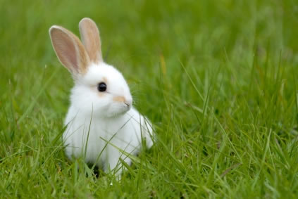Quero um coelho anão!