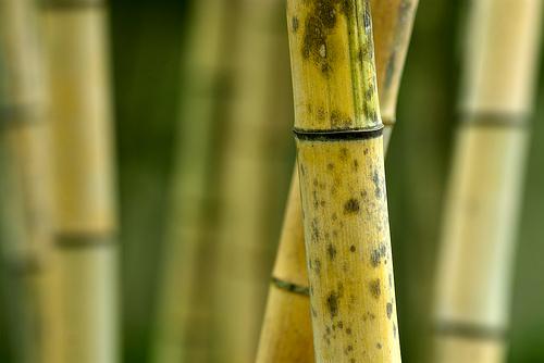 Molduras de bambu