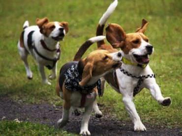 O cão certo para você