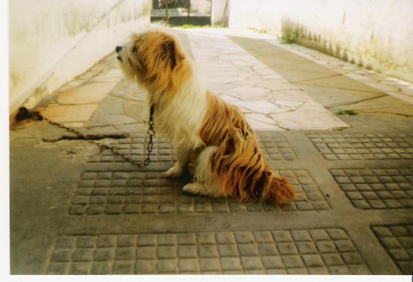 O Estimado cão Faísca.