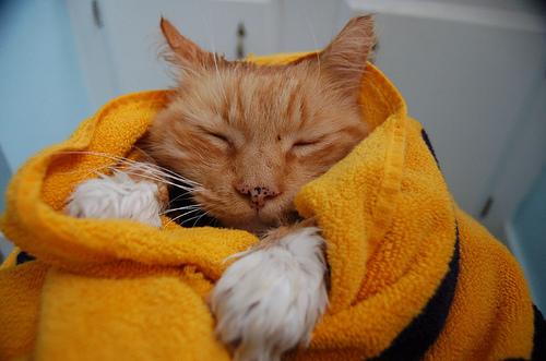 O primeiro banho do seu gato
