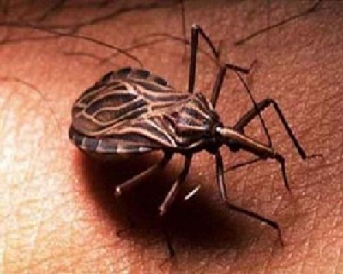 O Que É Doença De Chagas? Como É Transmitida?