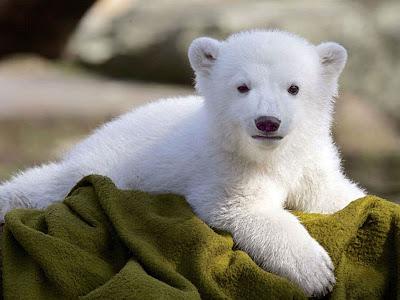 O Urso e a Rapariga