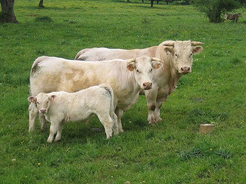 Palma forrageira: Alternativa para alimentação de animais na seca